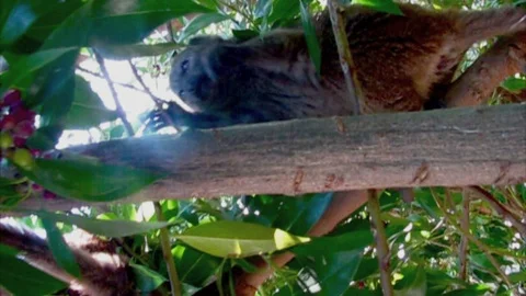 Lemur Video stock 93870480