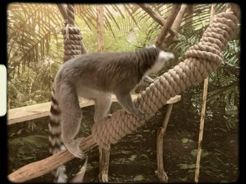 Lemur Stock Footage 144442736