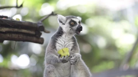 Lemur Stock Footage 271219355