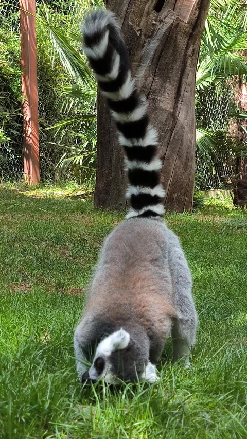 Lemur Video stock 328598383