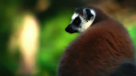 Lemur in a forest Stock Footage 286708552