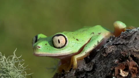 Lemur Frog in in Rainforest blinking eyes Stock Footage 134089558