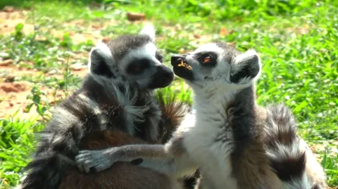 Lemur fun Stock Footage 32778140