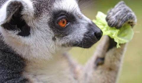 Lemur in the garden Stock Photos