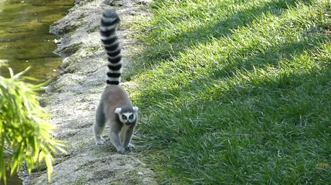 Lemur on the grass Stock Footage 68210029