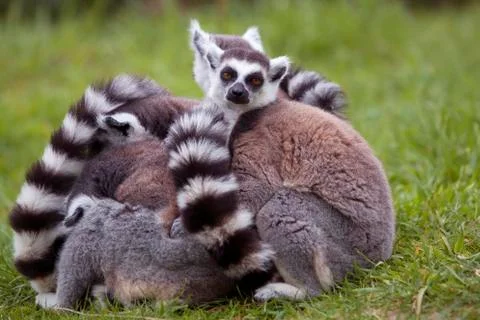 Lemur in group Stock Photos