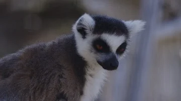 Lemur hands holding branches Stock Video Pond5