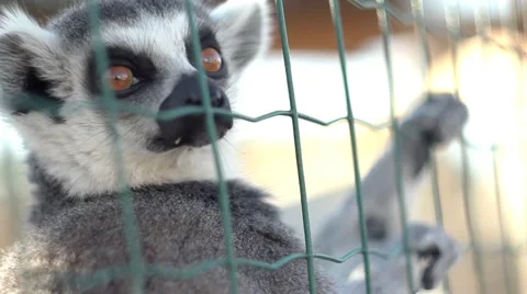 Lemur hanging on grid in the zoo Stock Footage 68333980