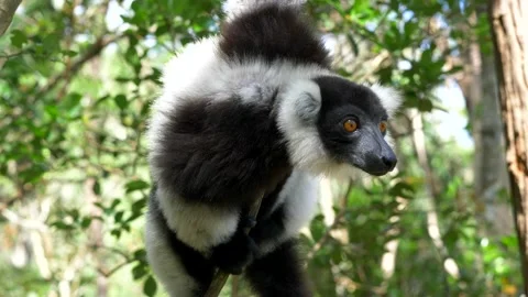 Lemur Hanging From a Tree Stock Footage 137643039