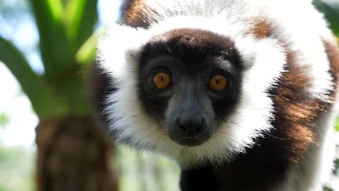 Lemur Hanging From a Tree Stock Footage 137709186