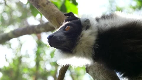 Lemur Hanging From a Tree Stock Footage 137709227