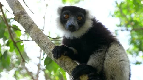 Lemur Hanging From a Tree Stock Footage 137709305