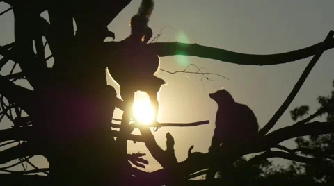 Lemur Has Climbed on a Tree Branch Stock Footage 67818906