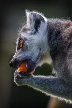 Lemur having lunch Foto stock