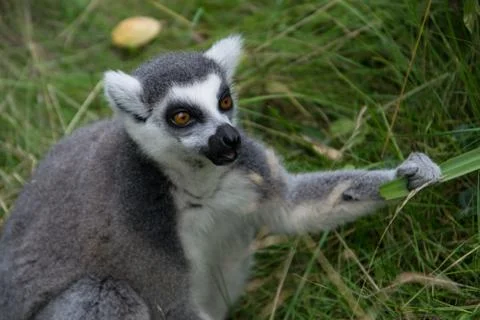 Lemur Holding a leaf Stock Photos