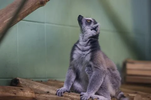 Lemur inside a caged enclosure in an Eastern European zoo Stock Photos