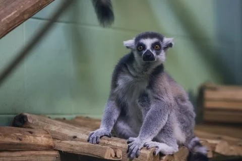 Lemur inside a caged enclosure in an Eastern European zoo Foto stock