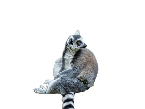 Lemur isolated on white background Fotos Stock