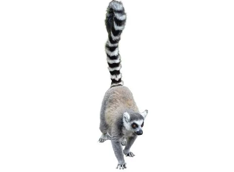 Lemur isolated on white background Stock Photos