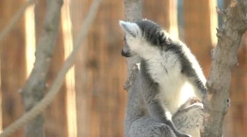 Lemur jumping in the trees and branches Video stock 68333406