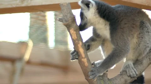 Lemur jumping in the trees and branches Stock Footage 68333475