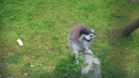 Lemur jumps up. Funny animals Stock Footage 159644056