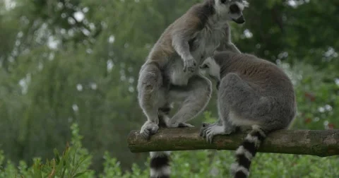Lemur Jumps Over Another One,Scratching Ear Stock Footage 51621970