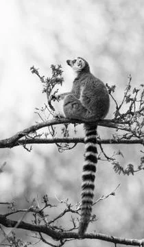 Lemur in the jungle Stock Photos