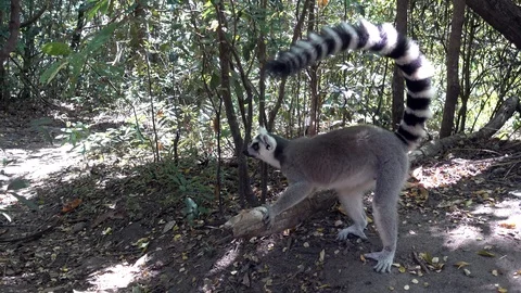 Lemur  kata ,  Close up Wild lemur,wild nature  Madagascar Video stock 100442965