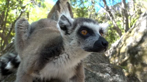 Lemur  kata , Close up Wild lemur,wild nature  Madagascar 库存影片 100566764