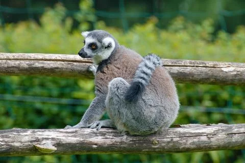 Lemur Kata Stock Photos