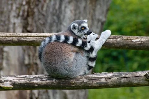Lemur Kata Stock Photos