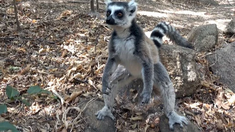 Lemur  kata , stand on two legs Close up Wild lemur,wild nature  Madagascar Stock-Footage 100566533