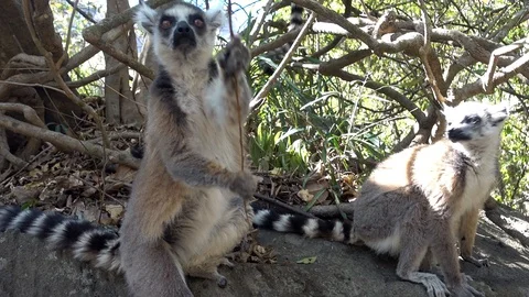 Lemur  kata , stand on two legs Close up Wild lemur,wild nature  Madagascar Stock Footage 100566951