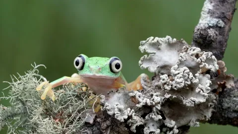 Lemur Leaf Frog with big bug-eyes looking forward Stock Footage 134096752