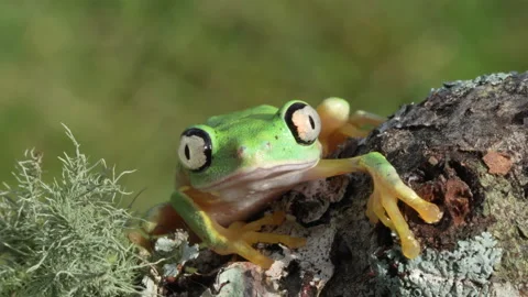 Lemur leaf Frog blinking and turning head 動画素材 134092193