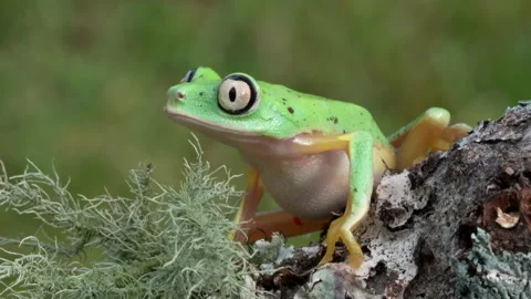 Lemur leaf Frog Jumping Away Stock Footage 134089935
