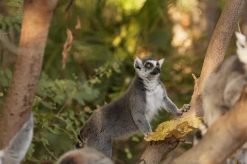 Lemur, Lemuroidea Stock Photos