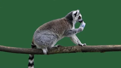 Lemur licking plastic container isolated on green screen, slow motion Stock Footage 301003525