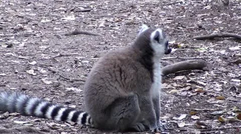 Lemur looking around Stock Footage 12100415