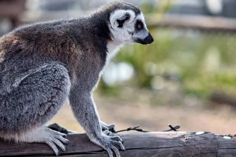 Lemur looking attentively at something Foto stock