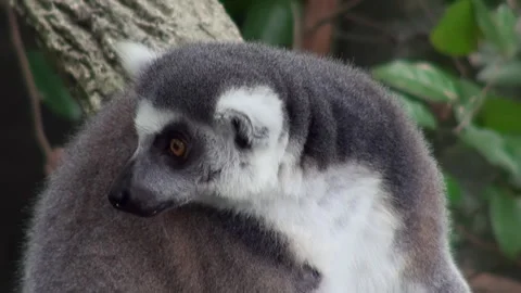 A lemur is looking at the camera with its eyes wide open Stock Footage 282241178