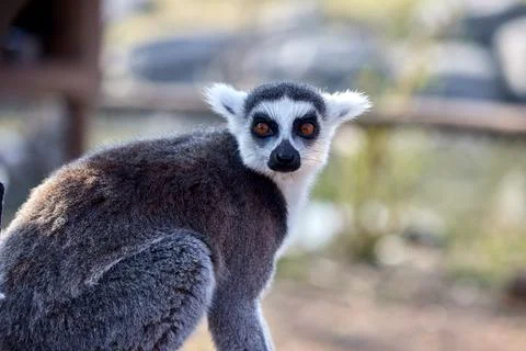Lemur looking at the camera Stock Photos