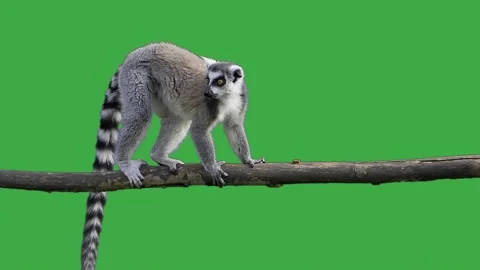Lemur looking in different directions on green screen slow motion Stock Footage 309481194