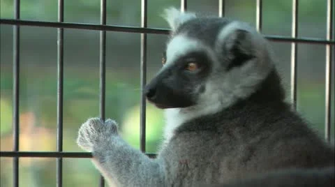 Lemur looking out cage Stock Footage 11078880