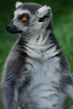 Lemur looking Stock Photos