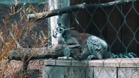 A lemur looks around its exhibit at a zoo in Michigan Stock Footage 345291173