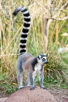 Lemur of madagascar Stock Photos