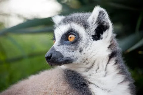 Lemur of madagascar Stock Photos