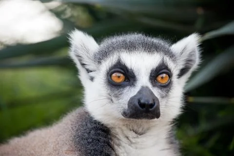 Lemur of madagascar Stock Photos